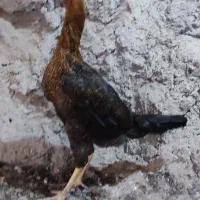 تعدادی مرغ و خروس لاری تاج مهر ۷ ماهه ۴ دانگ|حیوانات مزرعه|مشگین شهر, |دیوار