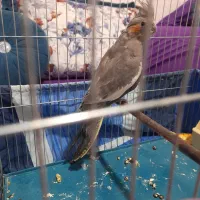 عروس هلندی ماده جوان یک ملیون سالم به شرط|پرنده|شهریار, شهریار|دیوار