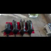 هیزه|مجسمه، تندیس، ماکت|اسلامآباد غرب, |دیوار