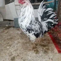 ۲عددخروس گلین اصل فول کفیت براق