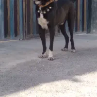 سگ نر افغان