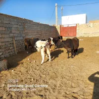 گاو گوساله نر