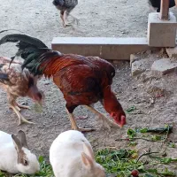 تخم مرغ نطفه دارلاری|حیوانات مزرعه|رباط‌کریم, شترخوار|دیوار