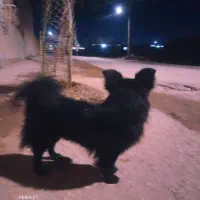 گمشده از یابنده تقاضا میشود خبر دهد و جایزه بگیرد