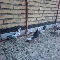 تعدادی کبوتر|پرنده|لیلان, |دیوار