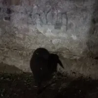 بره نر نژاد دار