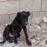 توله سگ خارجی