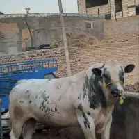 فروش و خرید گاو گوسفند شکسته به بالاترین قیمت