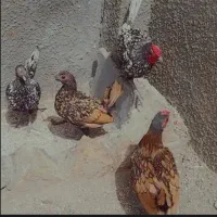 مرغ و خروس زینتی