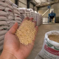 دان جوجه و مرغ گوشتی