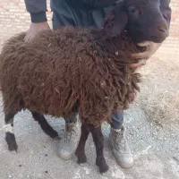 بره نر و قوچ چاق|حیوانات مزرعه|سلماس, |دیوار