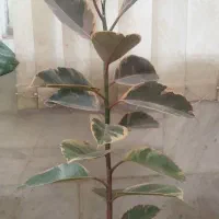 گل آپارتمانی|گل و گیاه طبیعی|یزد, |دیوار