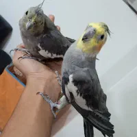 جفت مولد عروس هلندی فول رام سخنگو