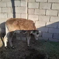 گوساله|حیوانات مزرعه|بم, |دیوار