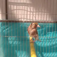 سهره متولدقفس|پرنده|آذرشهر, |دیوار