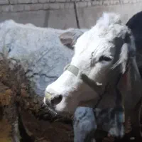 گاو شیری وگوساله