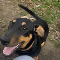 توله دوبرمن ماده