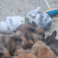 خرگوش لوپ|موش و خرگوش|قروه, |دیوار