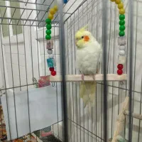 عروس هلندی نر لوتینو نیمه دستی،11ماهه