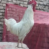 خروس محلی سرحال