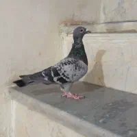 کفتر پلاکی|پرنده|پاکدشت, حصار امیر|دیوار