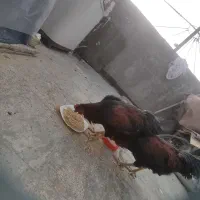 دوتا خروس دورگه ۶ ماهه