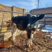 گوساله ماده