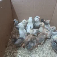 جوجه گلین اصل خالدار