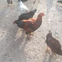 تعداد 10 عدد نیمچه مرغ و خروس