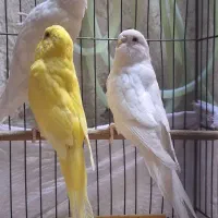 مرغ عشق انگلیسی چشم شرابی