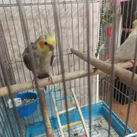 عروس هلندی گمشده تهرانپارس