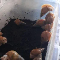 حلزون اتاچینا و خاویار حلزون|خزنده|گلپایگان, |دیوار