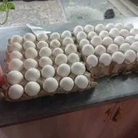 مرغ تخم گذار سفید