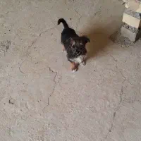 پاکوتا اشپیتزو