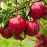 فروش نهال سیب پایه MM7 نهال سالم و باکیفیت