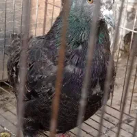 کبوتر جوجه پرشی قفس دمگیر