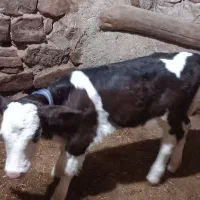 گاو شیری باگوساله ماده