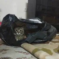 گربه شیطون و بازیگوش