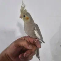 عروس هلندی دستی|پرنده|شیراز, جانبازان|دیوار