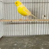 قناری نر قرص بخون و ماده|پرنده|کرج, شهرک بنفشه|دیوار