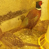 مرغ خروس امریگایی