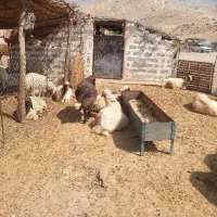 تعدادی کابه نروماده چاق جفتی تقریبا ۵۰کیلیو فروش