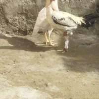 مرغ خروس لاری