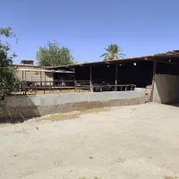 گاوداری صنعتی و زمین روبرو دارای طرح هادی