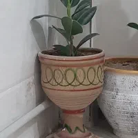 گل فیکوس|گل و گیاه طبیعی|قیدار, |دیوار