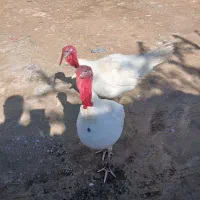 دوعدد بوقلمون سفید رنگ یک سال