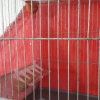 قناری|پرنده|کرمان, |دیوار