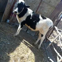 گوساله نر|حیوانات مزرعه|یزدان شهر, |دیوار