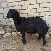 فروش گوسفند