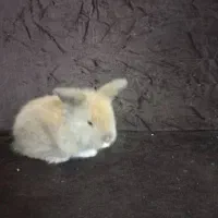 بچه خرگوش لوپ|موش و خرگوش|سیرجان, |دیوار